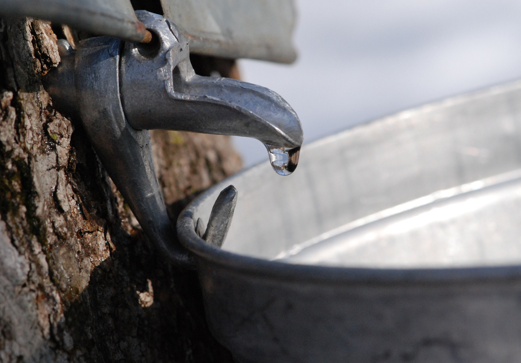 The sap is flowing strong by farmreporter