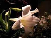 27th Mar 2013 - Easter Lily