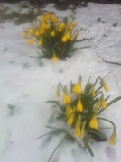 27th Mar 2013 - Snow daffodils