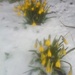 Snow daffodils by anne2013