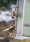26th Mar 2013 - bickering birds