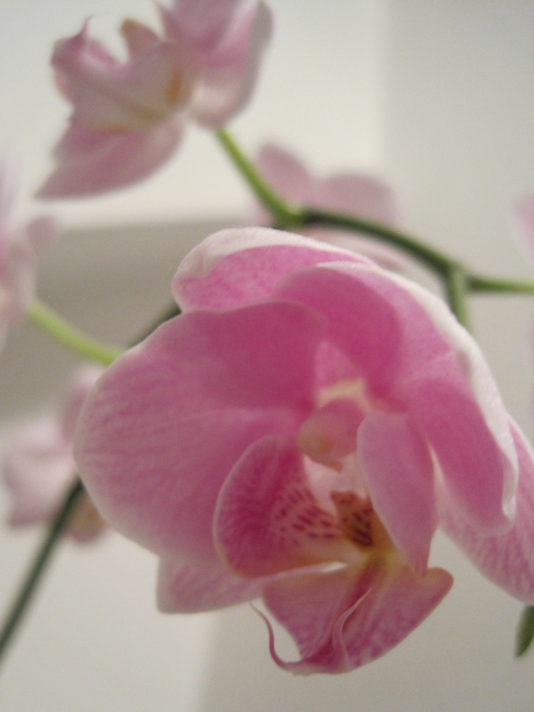 'pastel' pink: my re-flowering orchid by quietpurplehaze