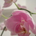 'pastel' pink: my re-flowering orchid by quietpurplehaze