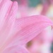 Pastel Petals by wenbow
