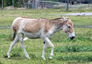 28th Mar 2013 - African horse  (Donkey ?)