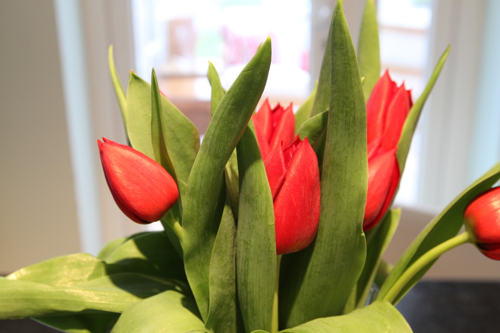 Tulips by padlock