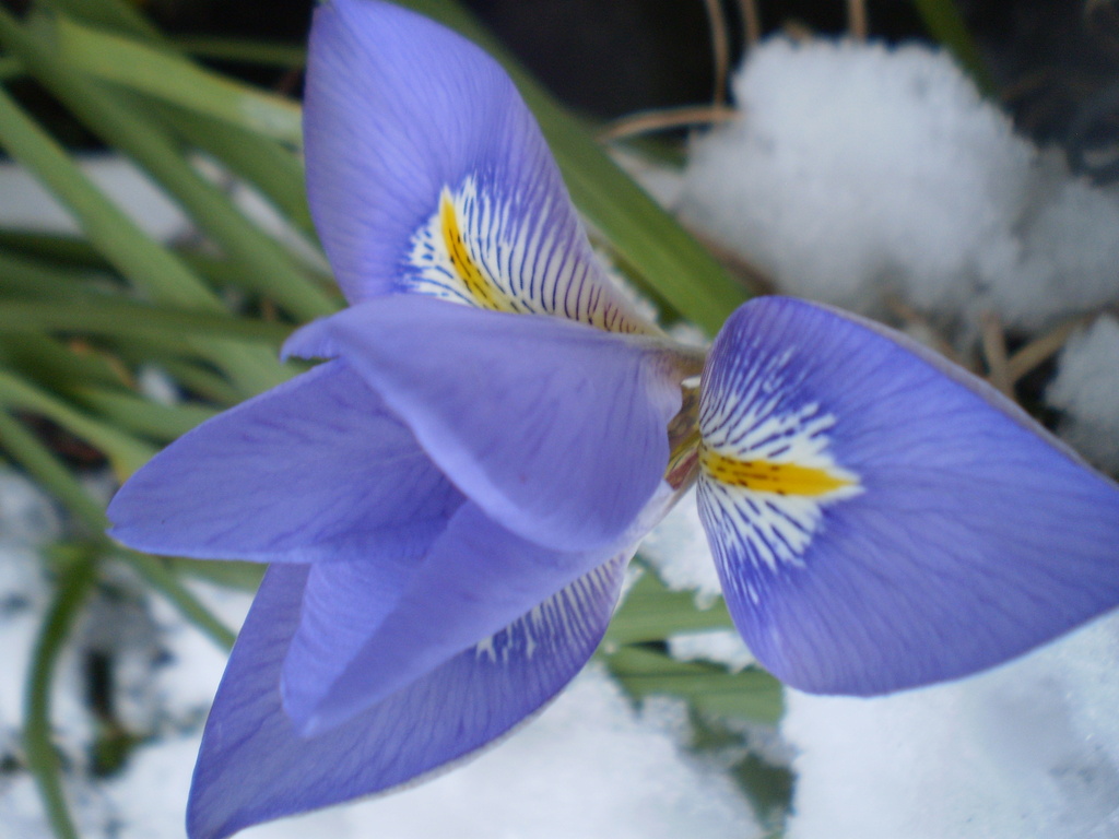 Iris struggling to bloom in the snow by snowy