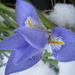 Iris struggling to bloom in the snow by snowy