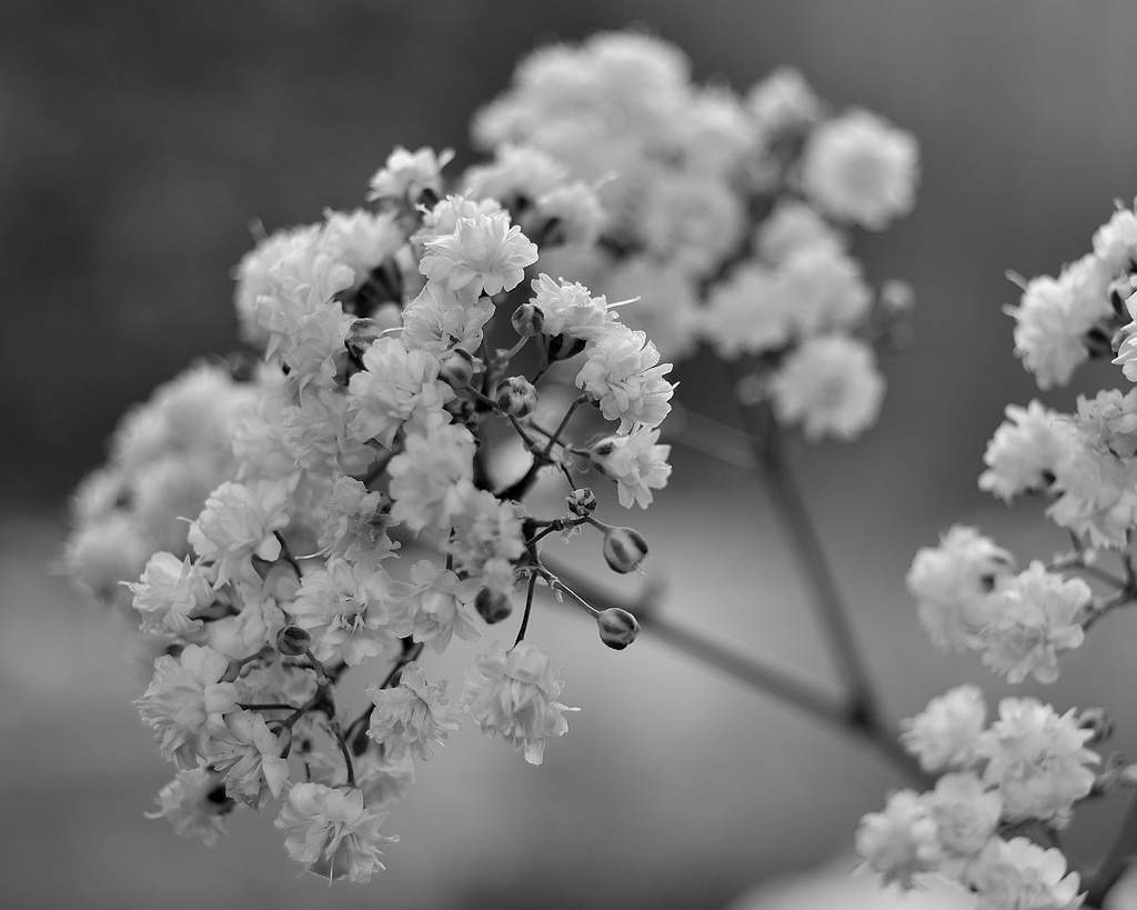 Tiny white flowers. by richardcreese