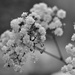 Tiny white flowers. by richardcreese