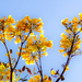 Yellow Tabebuia by danette
