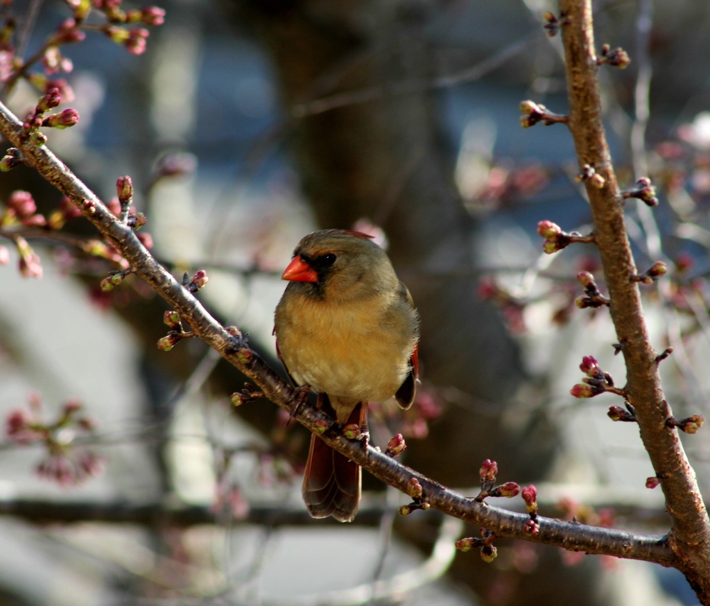 Continuing the Cherry Tree Visitor Series: Female Cardinal by darylo