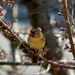 Continuing the Cherry Tree Visitor Series: Female Cardinal by darylo