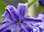 28th Mar 2013 - Macro of Hyacinth