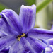 Macro of Hyacinth by leonbuys83