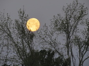 28th Mar 2013 - Cradled Moon