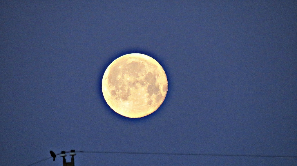 Moonset with Crow by juliedduncan