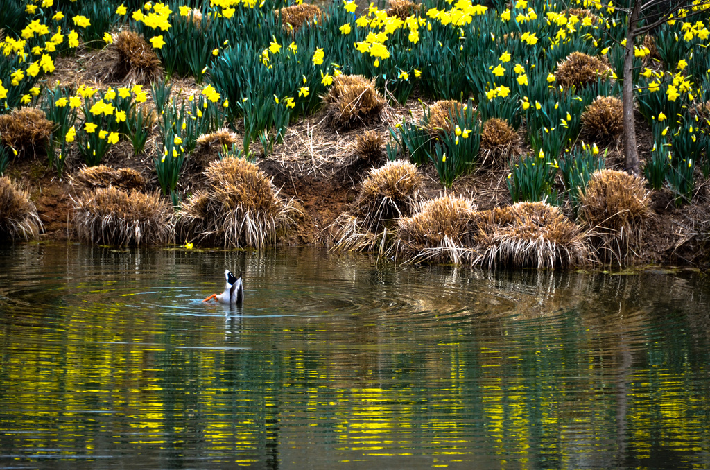 Daffy looking for Daffodils  by lesip