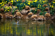28th Mar 2013 - Daffy looking for Daffodils 