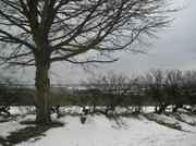 29th Mar 2013 - Snowy Lincolnshire landscape 