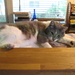 Sid - Ged Maybury's Cat by mozette
