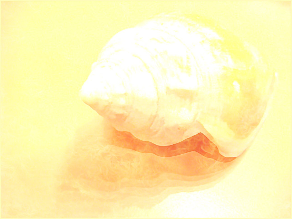 Pastel Shell/Something I Chose to Photograph Today by olivetreeann