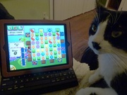 26th Mar 2013 - Charlie is STUCK on level 65!