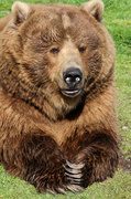 28th Mar 2013 - Kodiak Brown Bear