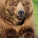Kodiak Brown Bear by whiteswan