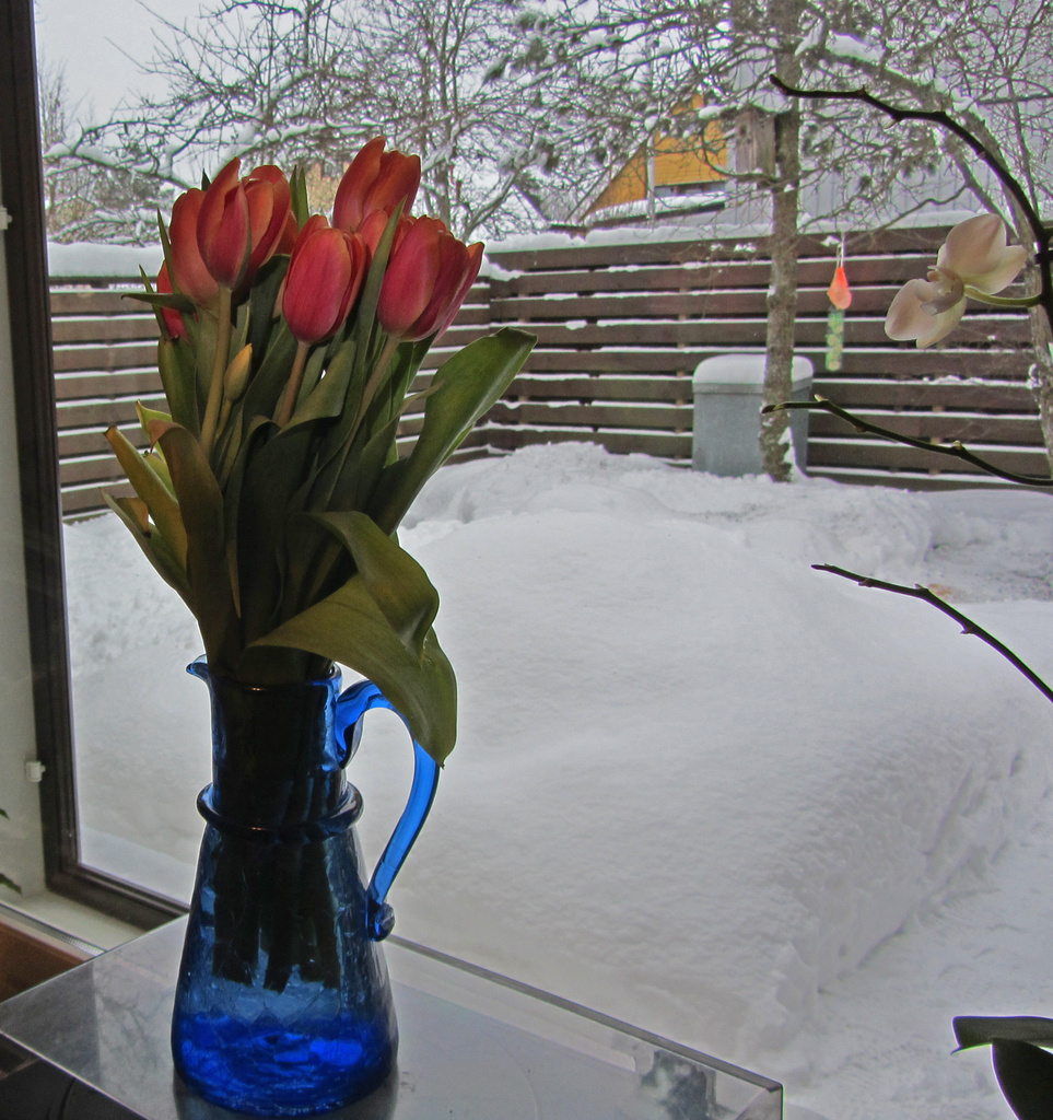 Tulips and snow IMG_8978 by annelis