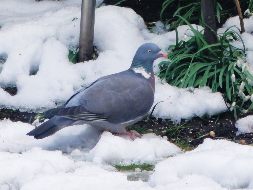 Mrs Pigeon--also fed up of the lingering snow !! by beryl