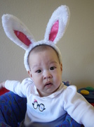 25th Mar 2013 - 小兔子