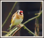 29th Mar 2013 - Goldfinch