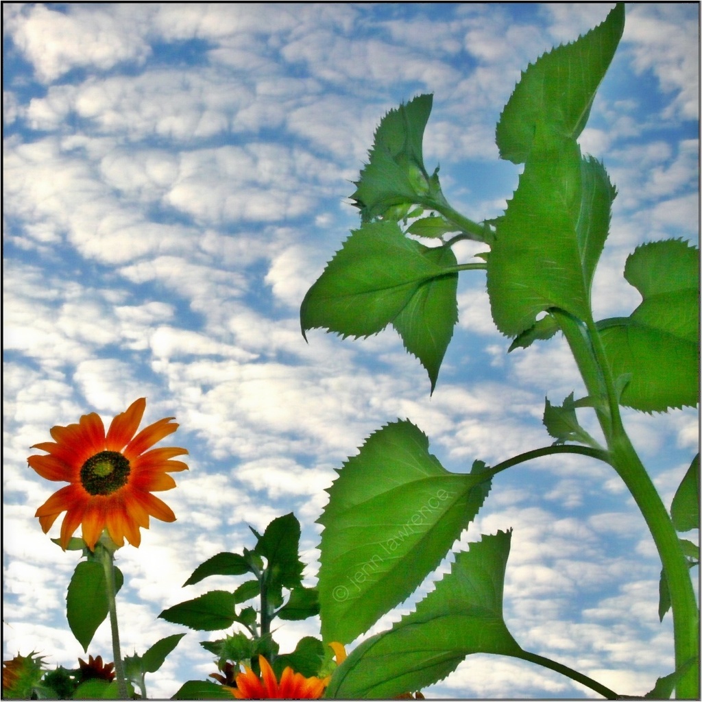 Sunflower Sky by aikiuser