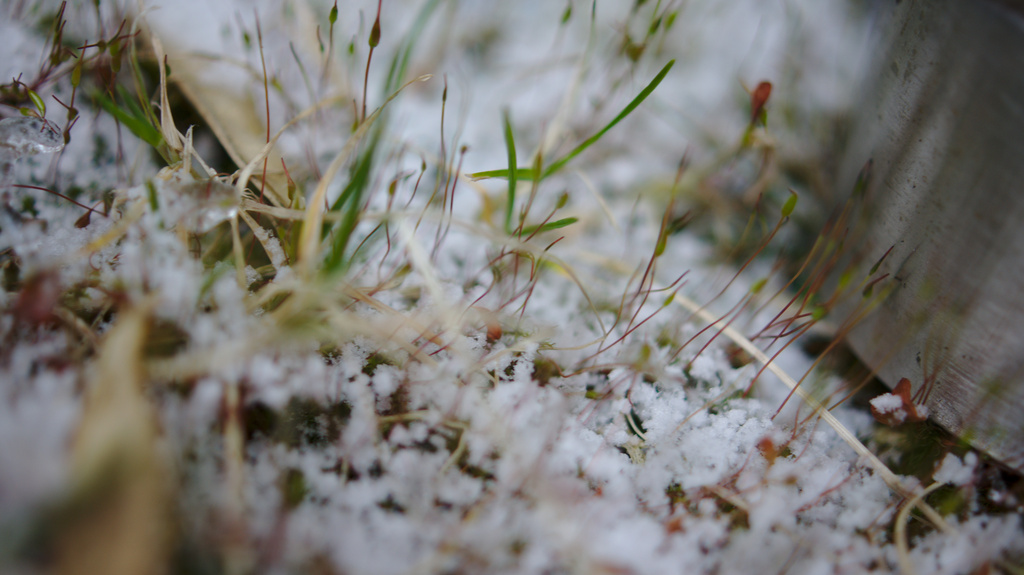 Snowy moss by darkhorse