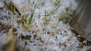 26th Mar 2013 - Snowy moss