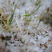 Snowy moss by darkhorse
