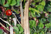 29th Mar 2013 - Ladybugs Meet and Greet
