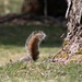 Squirrely by mittens