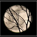 Moon Silhouette by tara11