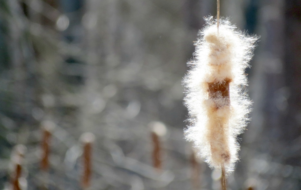 What Cattails Do In Spring by juliedduncan