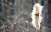29th Mar 2013 - What Cattails Do In Spring