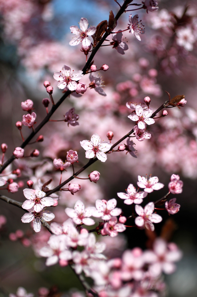 Cherry Tree Blossoms by whiteswan