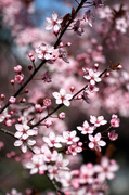 29th Mar 2013 - Cherry Tree Blossoms