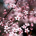 Cherry Tree Blossoms by whiteswan