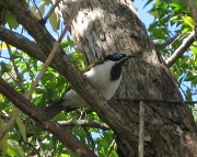 13th Aug 2010 - Blue-faced Honeyeater