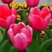 Easter Tulips  by soboy5