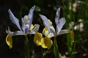 28th Mar 2013 - Iris