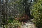 29th Mar 2013 - Cypress Gardens, SC