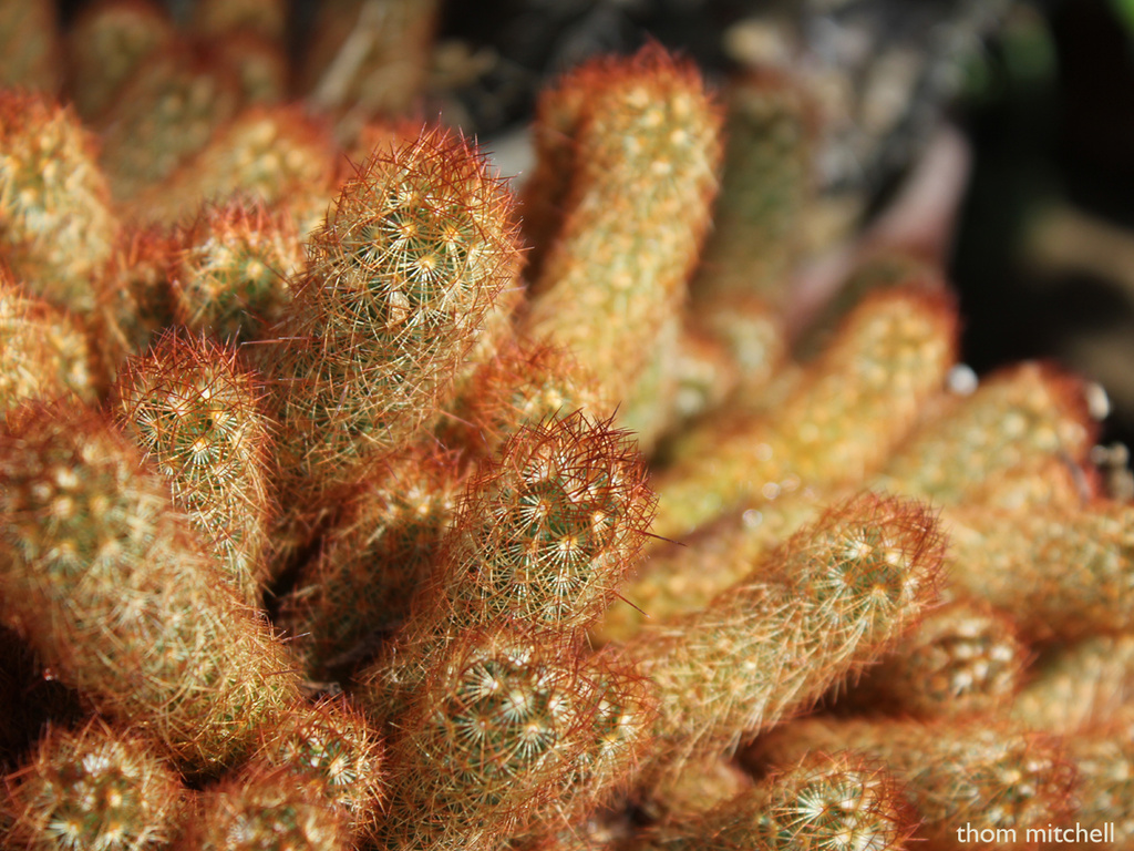 Golden lace cactus  by rhoing